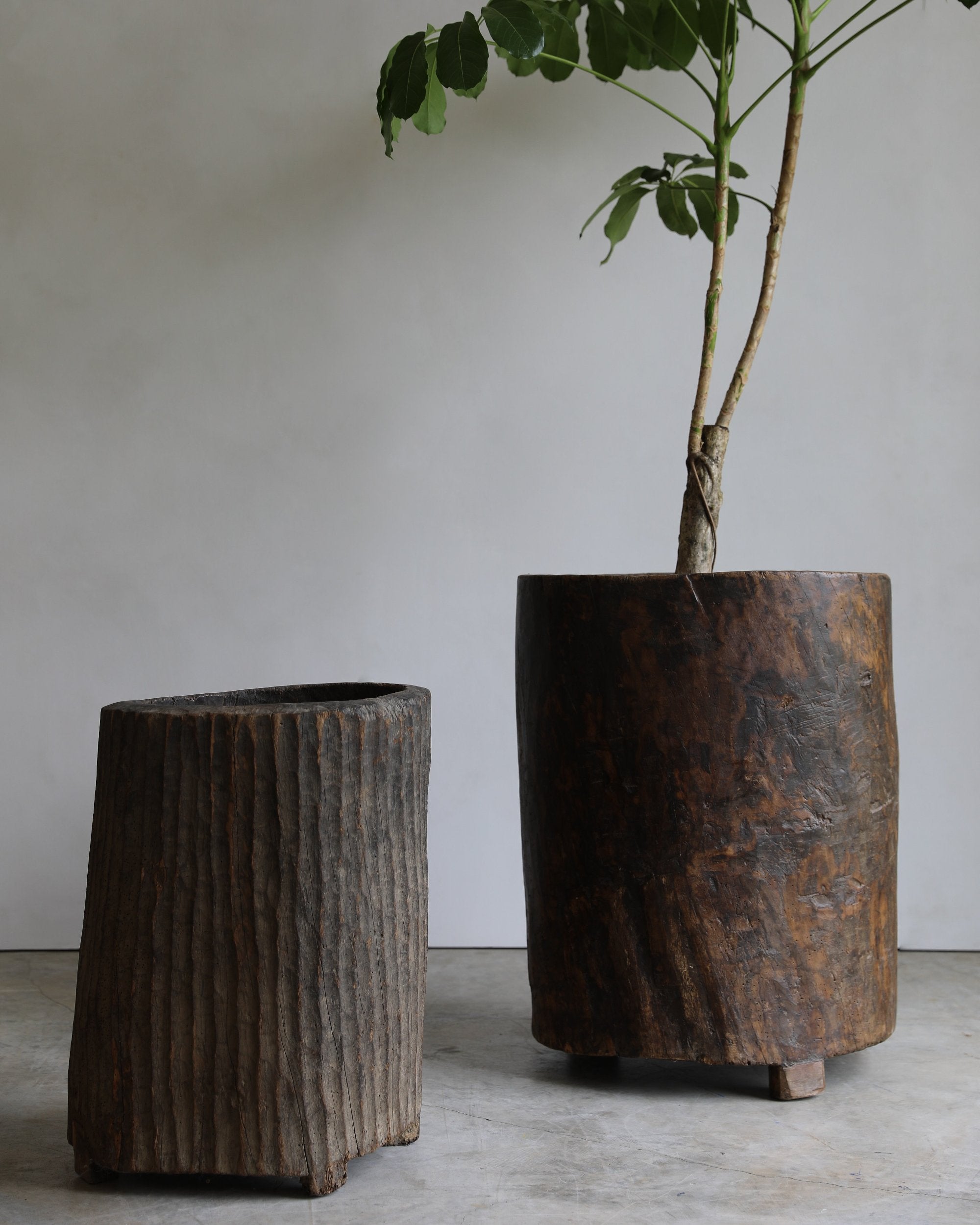 antique indian handcarved teak naga pot pair with tree